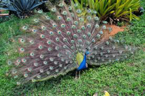 proud-as-a-peacock