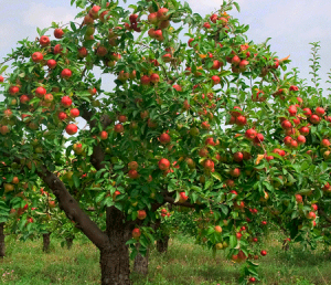 Apple-tree-with-fruit