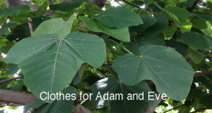 clothes for adam & eve